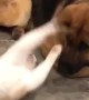Cat Plays with Dog's Ear