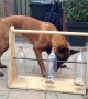 Dog figures out tricky bottle puzzle for treats