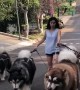 Malamute Pack Help Walk Owner