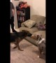 Dog terrified of cat cushion