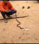 Greedy cobra spits out four eggs after falling sick