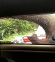 Terrified family watch as elephant raids the back of their car for food