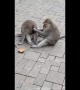 Monkey patiently cleans little brother's face in Bali, Indonesia