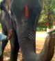 Elephant shows off harmonica-playing skills in India village