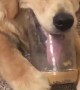 Dog Wants Last Lick of Peanut Butter