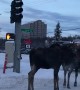 Moose Moseying Down the Median
