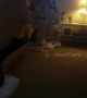 Timber! Curious kitten trashes Christmas tree