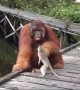 Orangutan grabs hold of thieving macaque that stole his banana
