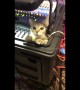 Kitty sound engineer checks the cables