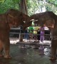 Adorable baby elephants practice play-fighting with each other