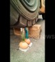 Man delicately drives a forklift to light lighters placed on eggs