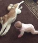 Siberian Husky cautiously (and adorably!) plays with baby