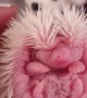 Adorable Baby African Pygmy Hedgehogs