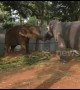 Two elephant friends have heartwarming reunion after a year apart