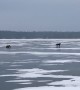 Wolf Hunts a Whitetail in Wisconsin