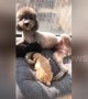 Poodle mum with pups tries to nurse human owner