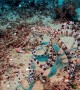 Mimic Octopus Sighting