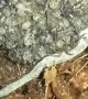 Mama Wolf Spider Carries Babies