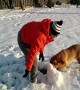 Dog Can\'t Get Enough of Playing in the Snow!