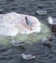 Birds go crazy over mystery floating white object in Netherlands harbour