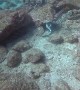 Eel Versus Eel