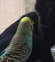 Kitty and Budgerigar Best Friends