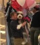 Man holds Sheepadoodle and balloons on escalator