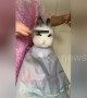 Cute rabbit gets very stylish haircut from her owner