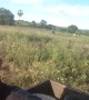 Defensive Cow Chases Motorcyclist