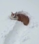 Tiny corgi has trouble walking through deep snow