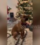 All I want for Christmas is AWOOOOO! Dog absolutely nails amazing duet with Mariah