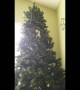 Kitten stuck in Christmas tree decides to battle harmless ornament