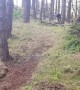 Man wipes out on pine tree mountain-biking in Scottish forest