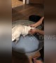 Adorable pug takes a relaxing bath