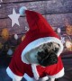 Cute pug poses for Christmas card