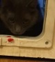 Kitty Scared of Pet Door