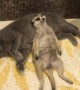 Meerkat Nap