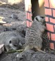 Zoo meerkats go mad for early Christmas present