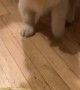 Puppy Discovers Lemon