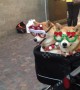 Christmas dogs attract their own little paparazzi as holiday shoppers crowd around for pictures