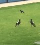 Battle of the Magpies