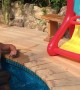 Dog Nails Basketball Shot on Pool Floatie