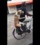 Dog clings on to owner's waist as he rides bike