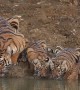Gorgeous Mama Tiger and Cubs Take a Drink