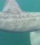 Man Discovers Beautiful Basking Shark
