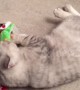 Cat unwraps his own Christmas present