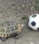 Meet Phu Pha, the tortoise that loves playing football
