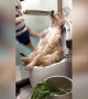 Pampered dog enjoys being scrubbed during bathtime