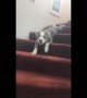 Puppy has funny way of getting down the stairs