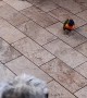 Bossy Bird Chases Pup